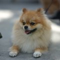 『犬に嫌われる犬』…