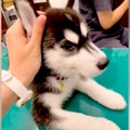 大型犬の赤ちゃんが…