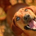 犬が喜びを感じてい…
