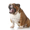 犬が毛玉を吐く理由…