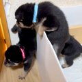 よちよち歩きの赤ち…