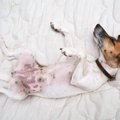 犬のかわいいポーズ…