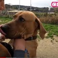 保健所に捨てられた土佐闘犬！大きな体で甘える姿が最高に愛おしい♡