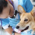 犬にも「アレルギー…