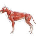 筋肉のつけ方から筋…