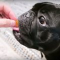 バレずに食べ切れる…