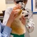 病院に耳掃除をしに…