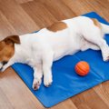 『夏場に犬を留守番…