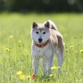 犬の『カーミングシ…
