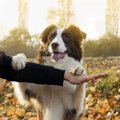 犬はしつけを忘れる…