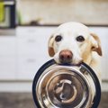 犬の『免疫力』を高…
