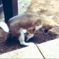 飼い主さんにより整…