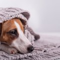 愛犬の性格が変わっ…
