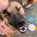 野良犬に学ぶ『男ら…