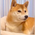 犬が『家族の帰宅』…