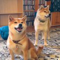 2匹の柴犬を『アメリ…