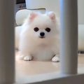 部屋に設置した『見…