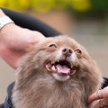 犬が『好きな人に会…