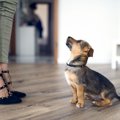 子犬から成犬まで！…