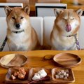 犬が好む『食材ラン…