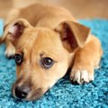 室内犬にとっての「…