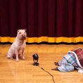 ワンちゃんとお猿さ…