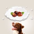 犬は栗を食べても大…