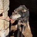 その犬は何年間も鎖…