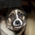『気が強い犬』がよ…