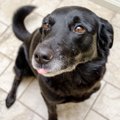 犬が本当に好きな人…
