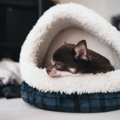 犬のベッドにしては…