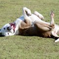 犬が地面でゴロゴロ…