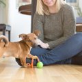 犬が飼い主にいつま…