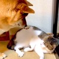 猫に『お気に入りの…