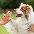 犬が人に『恐怖』を…