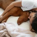 犬は『一緒に寝たい…