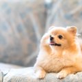 犬が耳をピクピクさ…