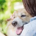 犬が死亡した事例も……