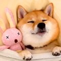 眠そうな柴犬さんを…