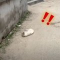 ニンゲン大好きな野…