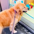 散歩中に『大型犬が…