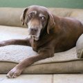 犬から絶対に尊敬さ…