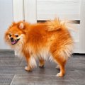 犬がドアを開けたが…