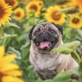 犬が『舌を出す』5つ…