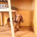 飼い主が困る犬の行…