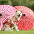 愛犬との『お正月の…
