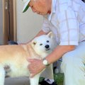 犬が『15年間おじい…