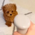 赤ちゃん犬が初めて…