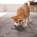 犬が『トイレを我慢…