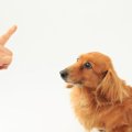 犬がイタズラをした…